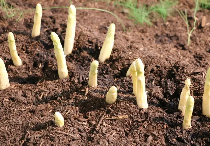 Frisch gestochener weißer Spargel ragt aus dunkler Erde auf einem Spargelfeld.