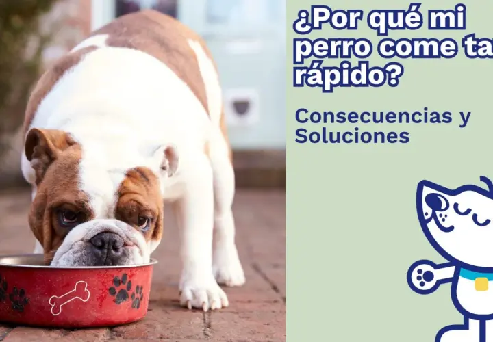 Un bulldog inglés come tan rápido que su plato rojo con huellas y huesos parece desaparecer. "¿Por qué mi perro come tan rápido?
