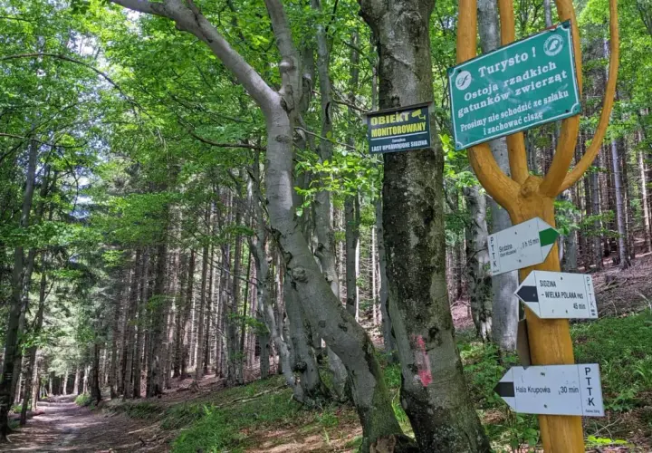 Leśna ścieżka prowadzi do Hali Krupowej. Znaki wskazują drogę, a tablice informują o ostoi zwierząt i monitoringu.