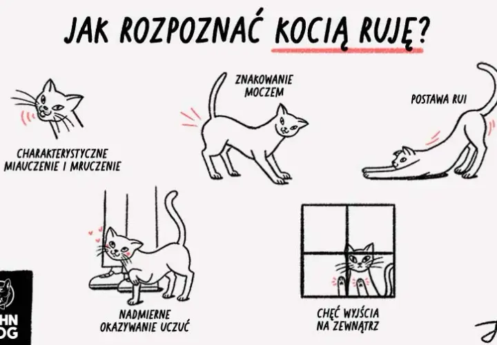 Jak wygląda ruja u kotki? Rozpoznaj objawy i pomóż jej!