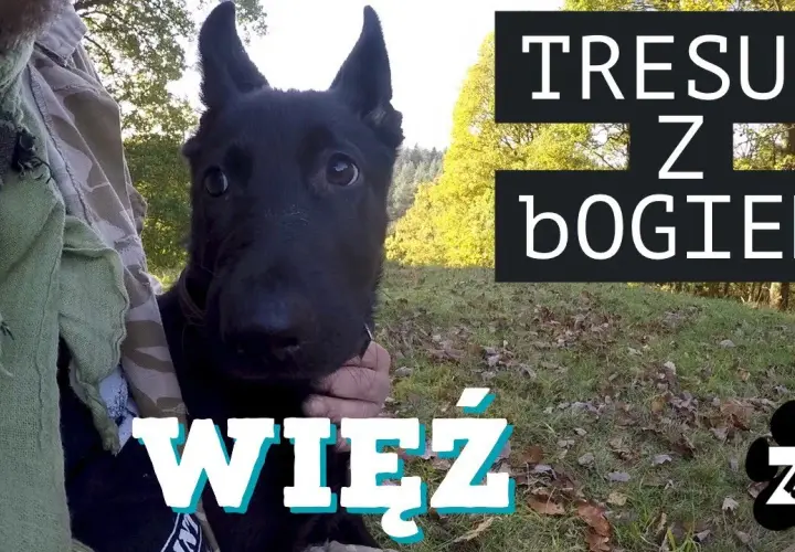 Tresura owczarka niemieckiego: Kompletny przewodnik (+sekrety!)