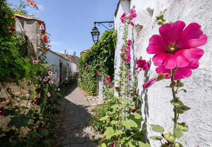Un sentier pavé bordé de roses trémières roses et fuchsia, grimpant sur des murs blancs et une végétation luxuriante. Le danger de la rose trémière réside dans sa fragilité face aux intempéries.