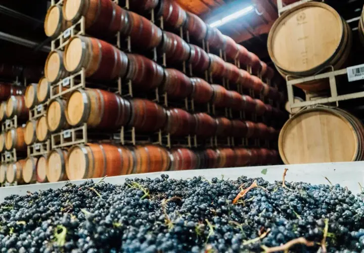 Winne beczki i świeże winogrona. Czy to początek produkcji sherry?