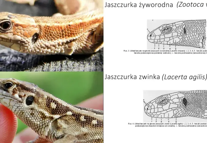 Dwie jaszczurki w Polsce: żyworodna i zwinka. Porównanie ich łusek na głowie.