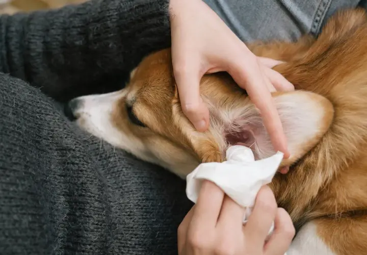 Persona cuida de su perro, limpiando sus orejas con una toallita.