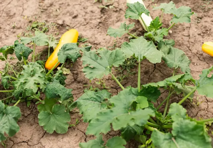 Zucchine gialle e verdi crescono nel terreno arido, alcune con macchie scure sulle foglie.