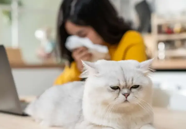 Gato blanco con cara de enfado, mientras una persona en el fondo estornuda, sufriendo de alergia al pelo de gato.