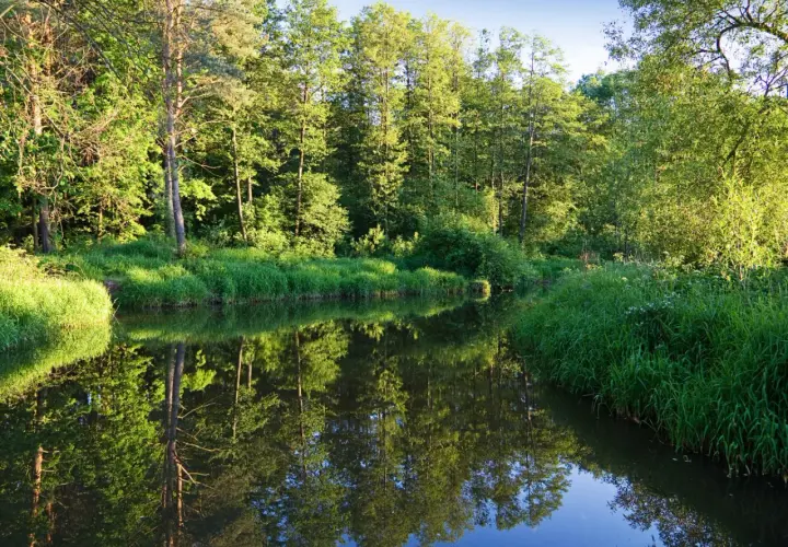 Ile rezerwatów przyrody w Polsce? Poznaj 1640 skarbów natury