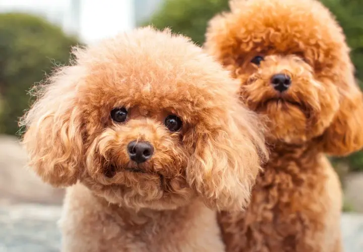 Dos adorables perros caniche de color caramelo, con sus pelajes rizados y miradas curiosas, posan juntos al aire libre.