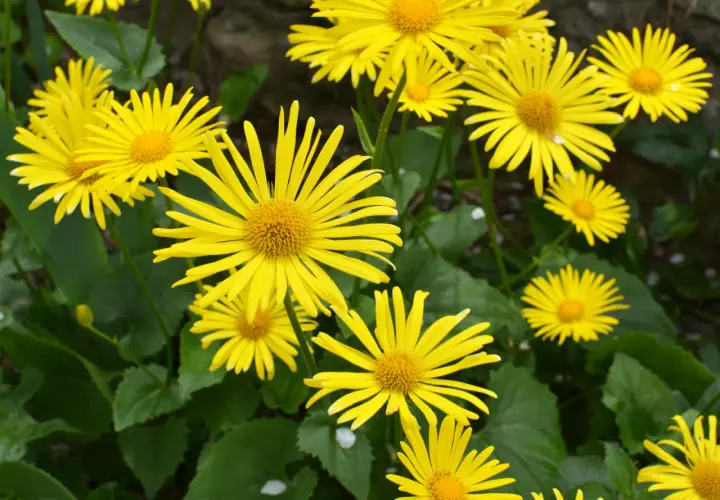 Un parterre de fleurs d'inule odorante, aux pétales jaunes vifs et aux cœurs orangés, illumine le jardin.