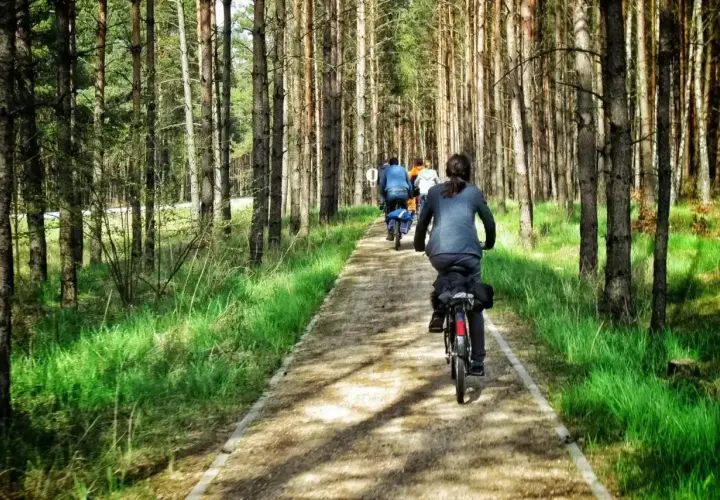 Grupa rowerzystów przemierza malownicze trasy rowerowe Kaszub przez sosnowy las.