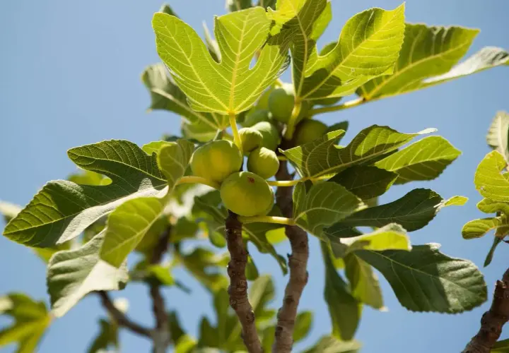Un figuier arbre porte des figues vertes sous un ciel bleu. Ses grandes feuilles vertes sont illuminées par le soleil.