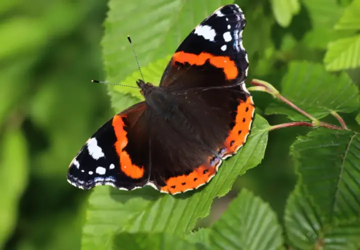 Ein Admiral Schmetterling ruht auf einem grünen Blatt, seine Flügel zeigen leuchtendes Orange, Schwarz und Weiß.