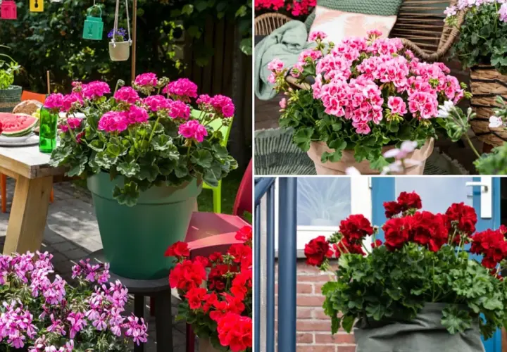 Pelargonia Calliope w donicach zdobi letni taras. Krwistoczerwone i różowe kwiaty tworzą barwne kompozycje.