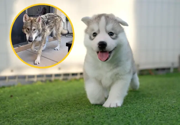 Szczeniaki husky co jedzą? Unikaj tych szkodliwych pokarmów!