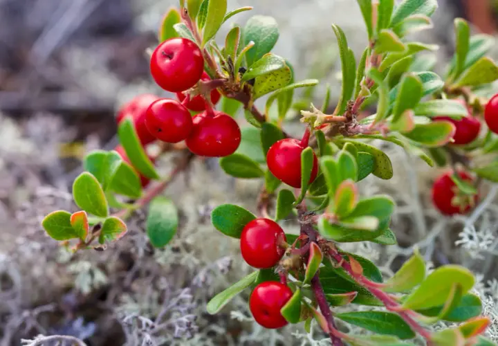 Grappoli di bacche rosse brillanti di uva ursina su un ramo verde, con muschio sullo sfondo.