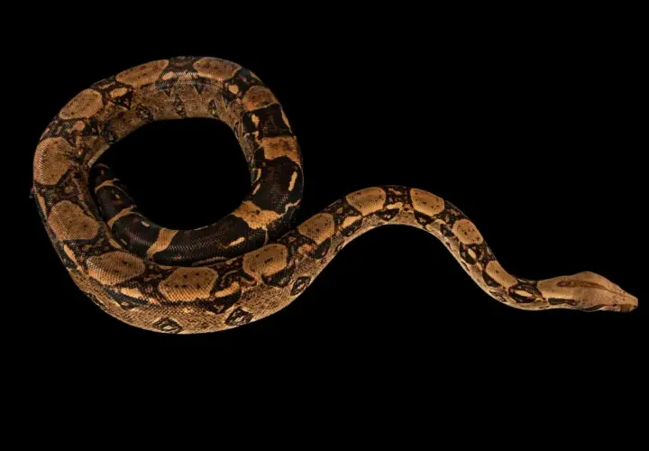 Una boa constrictor amarilla, con su cuerpo enroscado y patrones marrones, se desliza sobre fondo negro.