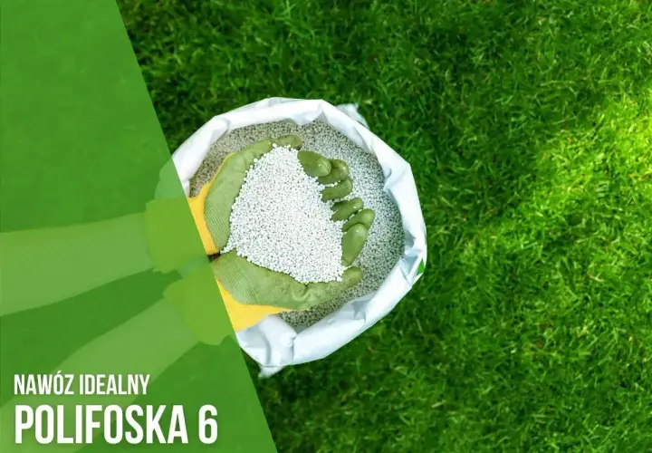 Ręce w zielonych rękawiczkach trzymają nawóz polifoska na trawnik. Idealny do pielęgnacji zieleni.