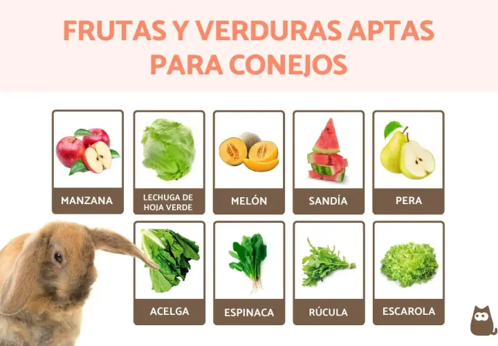 Un conejo adorable mira una variedad de frutas y verduras que comen los conejos: manzanas, lechuga, melón, sandía, pera, acelga, espinaca, rúcula y escarola.