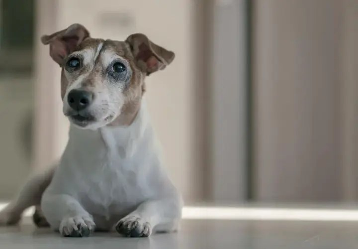 Ein älterer Jack Russell Terrier liegt entspannt auf dem Boden. Wie alt werden Jack Russell Terrier? Sie können bis zu 15 Jahre alt werden.