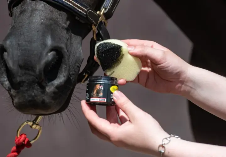 Ein schwarzes Pferd wird mit einem Schwamm und schwarzer Farbe für das Kinderschminken vorbereitet.