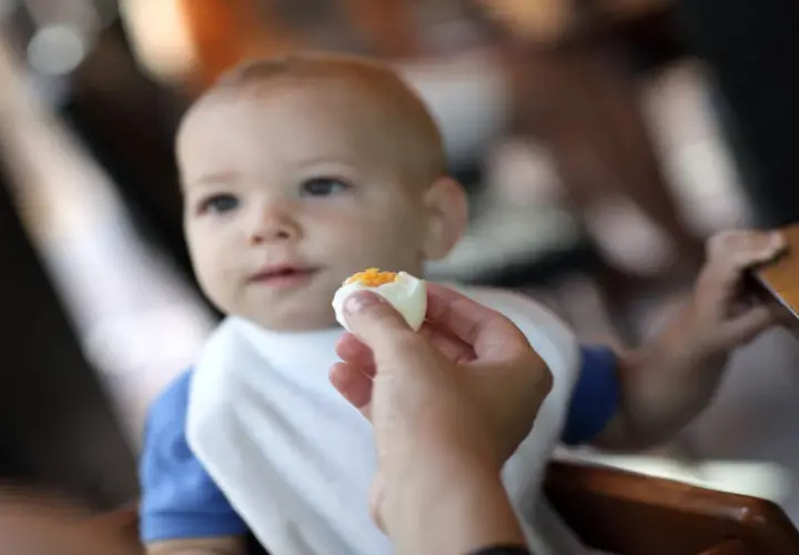 Un bébé d'un certain âge découvre le goût d'un œuf.