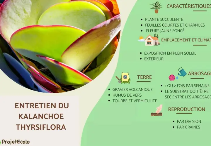 Gros plan sur les feuilles charnues et bordées de rouge d'un Kalanchoe thyrsiflora, plante succulente aux caractéristiques uniques.