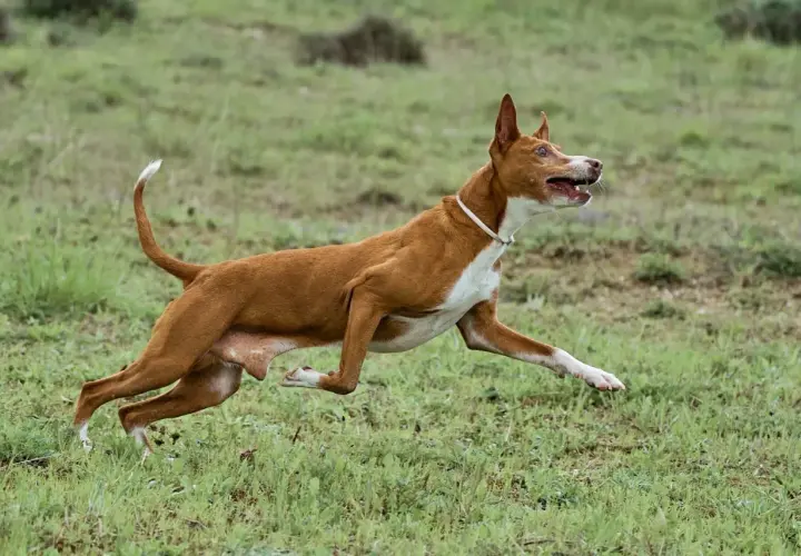 Ein Podenco Andaluz rennt über eine grüne Wiese, die Ohren aufgestellt, die Zunge herausgestreckt.