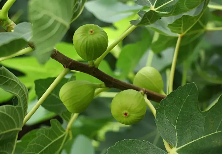 Fichi verdi acerbi su un ramo, con foglie lussureggianti. Speriamo che non ci siano malattie per questi fichi d'India.