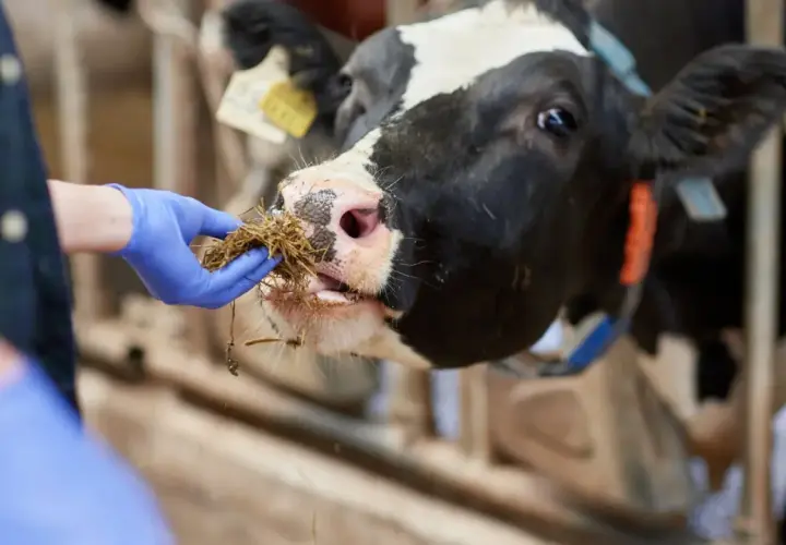 Mano enguantada ofrece heno a una vaca, cuidando la salud animal y previniendo la tuberculosis bovina.
