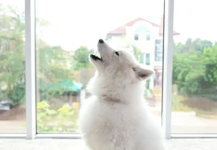 A fluffy white dog howls at a siren, a common behavior for dogs.