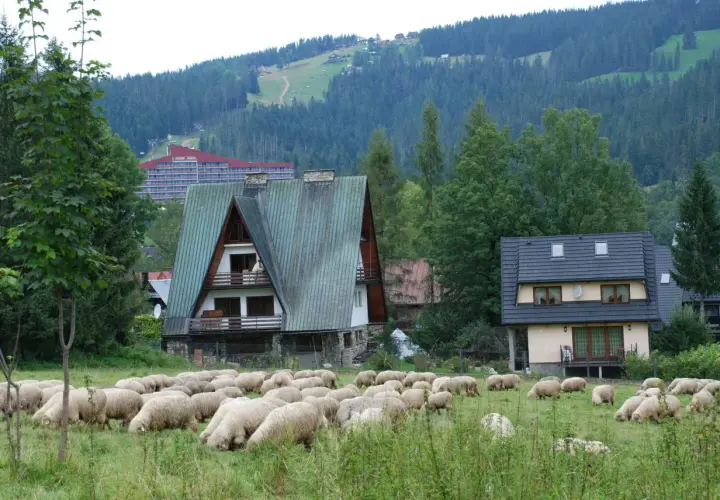 Zakopane: Domek na wierchu z widokiem na Tatry? Oto jak wybrać!