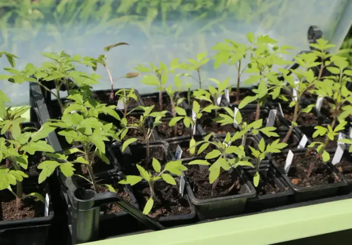 Jeunes plants de tomates prêts à être repiqués. Le moment idéal pour savoir quand planter tomates est arrivé, avec ces jeunes pousses vertes et vigoureuses.