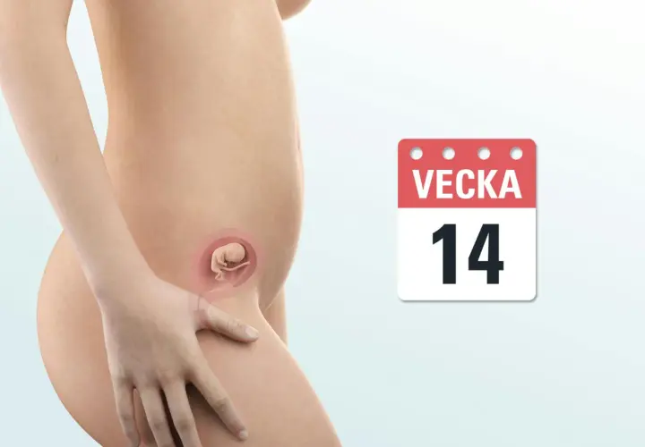 Graviditet vecka 14: en illustration av en gravid mage med en bebis i livmodern och en kalender som visar vecka 14.
