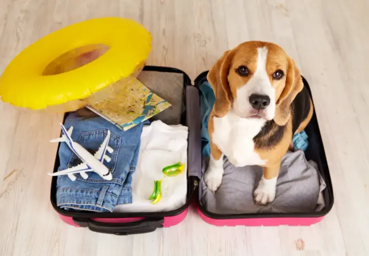 Beagle w walizce z zabawkami i mapą. Zastanawiasz się, ile kosztuje paszport dla psa na wakacje?