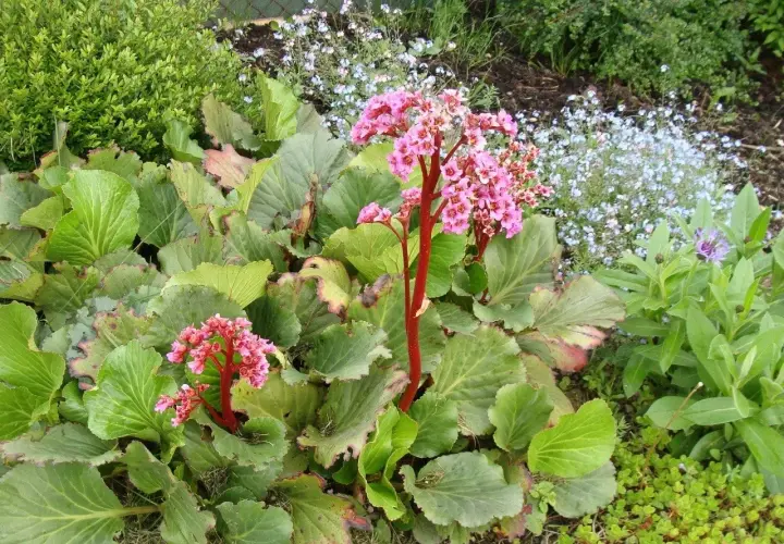 Bergenia zimą zachwyca różowymi kwiatami na czerwonych łodygach, otoczona zielenią i drobnymi niebieskimi kwiatuszkami.