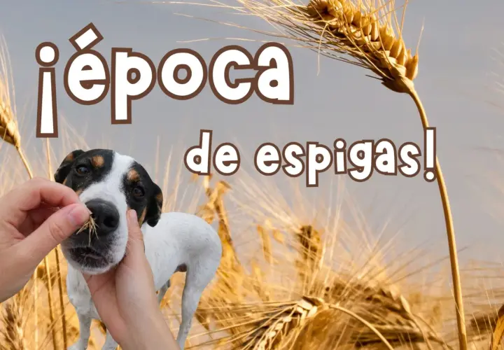 ¡Época de espigas! Un perro blanco y negro curioso olfatea unas espigas de trigo mientras unas manos le ofrecen más.