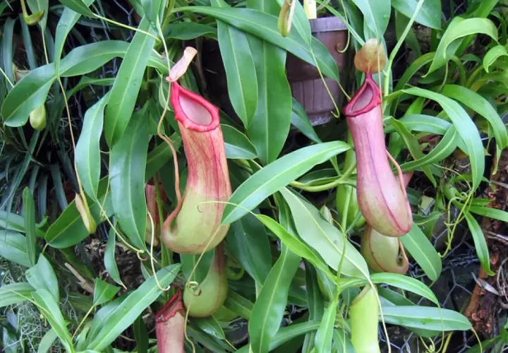 Plantes carnivores Nepenthes alata aux urnes rouges et vertes, suspendues parmi des feuilles luxuriantes.