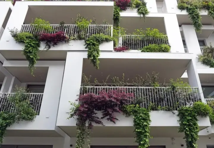 Wieloletnie pnącza na balkon: wybierz gatunek i stwórz zieloną oazę