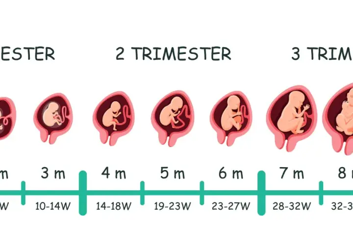 Entwicklung des Fötus von 1 bis 9 Monaten, zeigt verschiedene schwangerschaftswochen und monate.