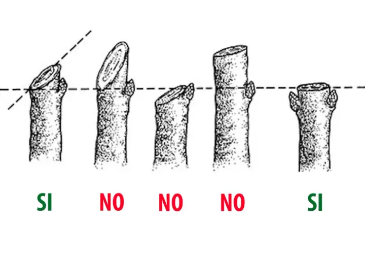 Illustrazione di tagli corretti e scorretti per la potatura alberi. Due esempi "SI" mostrano tagli inclinati sopra una gemma, mentre quattro "NO" illustrano tagli orizzontali o troppo distanti.