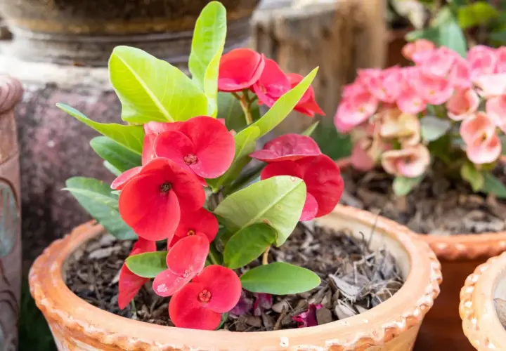 Czerwony euphorbia kwiat doniczkowy z zielonymi liśćmi w glinianej donicy. W tle widać różowe kwiaty.