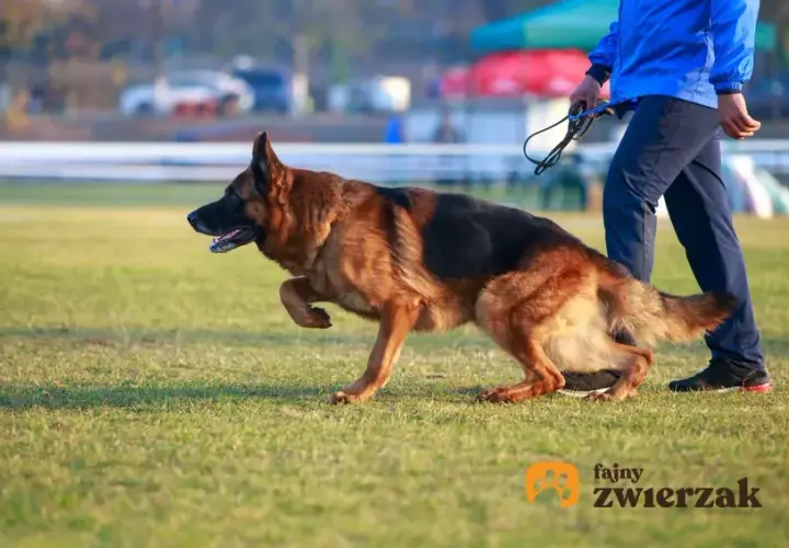 Jak szkolić owczarka niemieckiego? Kompletny przewodnik