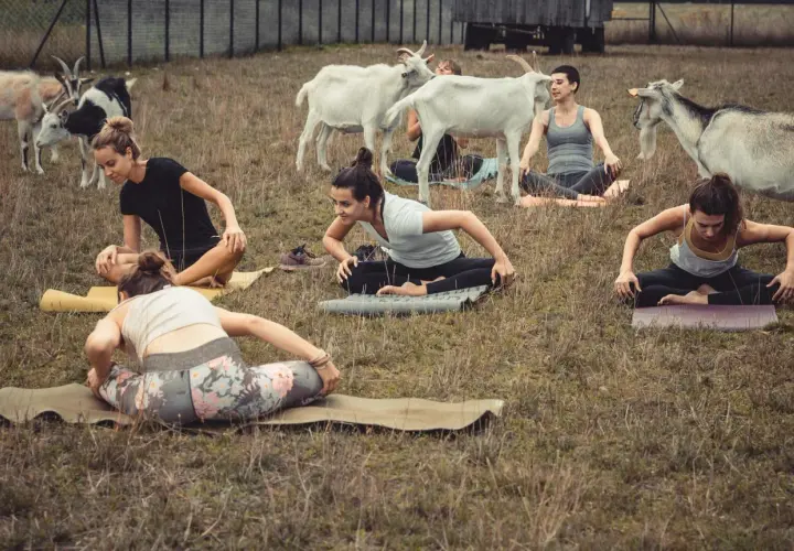 Kobiety ćwiczą jogę na trawie, a wokół nich swobodnie spacerują kozy. Nietypowa sesja jogi z kozami.