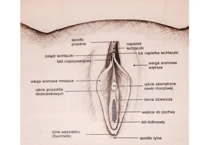 Ilustracja anatomiczna przedstawia zewnętrzne narządy płciowe kobiety, z zaznaczonym żołędziem łechtaczki i innymi elementami.
