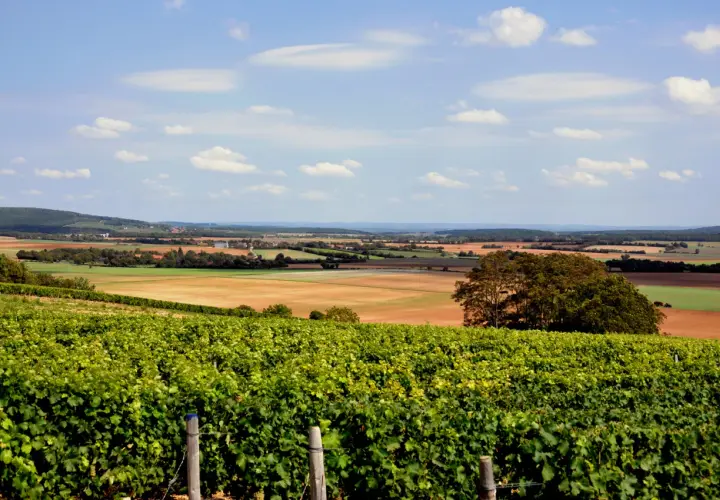 Paysage de vignobles verdoyants des Coteaux du Giennois, parfait pour un accord mets et vins blancs.