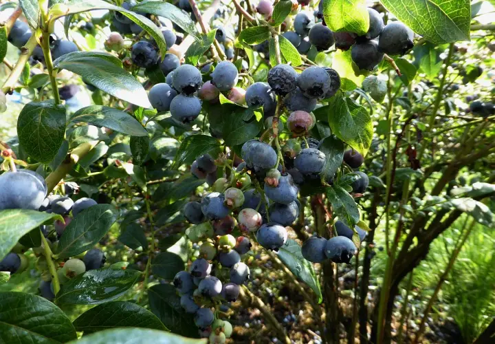 Reife Heidelbeeren an einem Strauch. Einige Beeren zeigen Anzeichen von Krankheiten, was auf mögliche Probleme bei der Ernte hinweist.