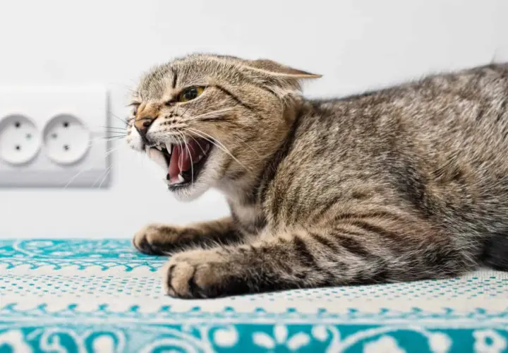 Eine aggressive Katze mit weit geöffnetem Maul und sichtbaren Zähnen, die an eine Tollwut-Katze erinnert. Sie liegt auf einem gemusterten Stoff vor einer Steckdose.