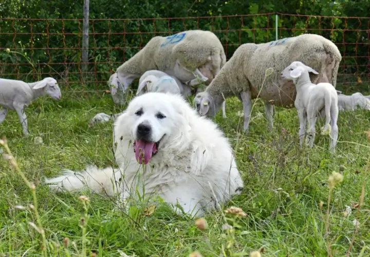Un perro montaña del Pirineo, guardián blanco y peludo, descansa entre ovejas y corderos en un prado verde.