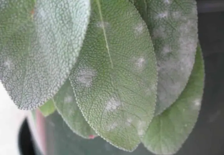 Foglie di salvia colpite da oidio, con macchie biancastre che ne ricoprono la superficie.
